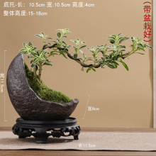 六月雪盆景白花造型实物禅意老桩桌面盆景带盆栽好艺术小摆件植物