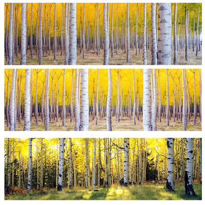 白桦林卧室床头民宿自粘背胶油画