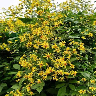 千里光种苗新鲜野生九里光黄花草九里明黄花母中草药洗澡 忍冬藤