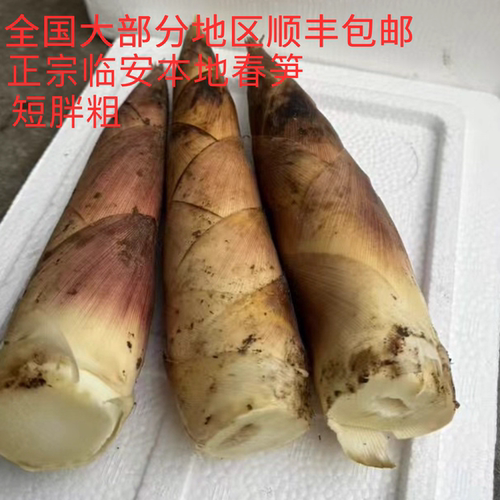 天目山春笋雷笋现挖鲜笋非冬笋毛笋脆嫩油焖笋宴席食材包邮