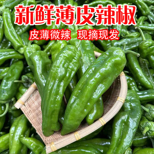 农家自种皱皮薄皮辣椒新鲜青辣椒微辣现摘现发