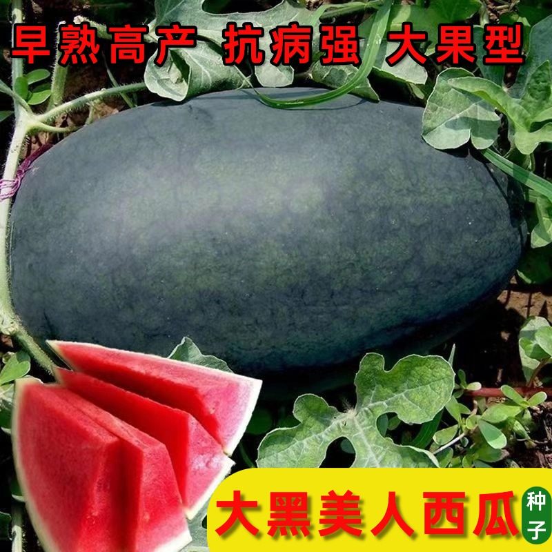 老品种黑皮西瓜种子四季特大黑美人西瓜种籽早熟高产农家大果超甜