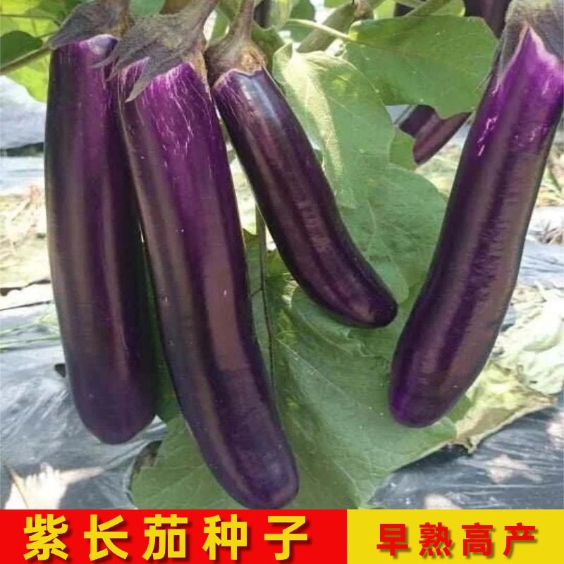 紫红茄子种子老品种四季白长茄早熟圆茄农家高产青罐茄子籽种大全,鲜花速递/花卉仿真/绿植园艺,家庭园艺种子,淘宝优惠券,粉丝福利购,淘宝优惠卷