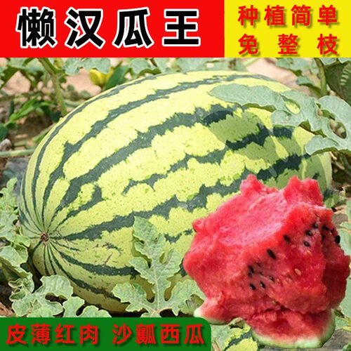 特大懒汉瓜王西瓜种子大田高产早