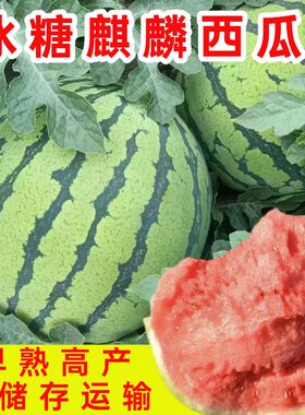 正宗甜王8424冰糖麒麟西瓜种子