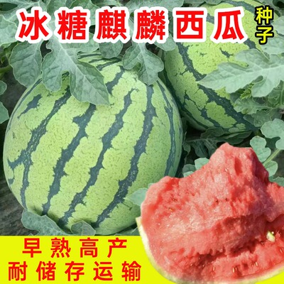 正宗甜王8424冰糖麒麟西瓜种子