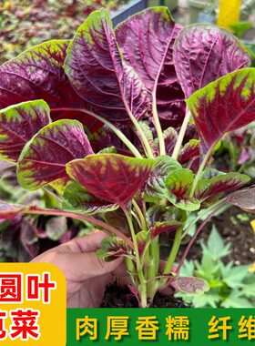 圆叶苋菜种籽老品种一点红糯米苋