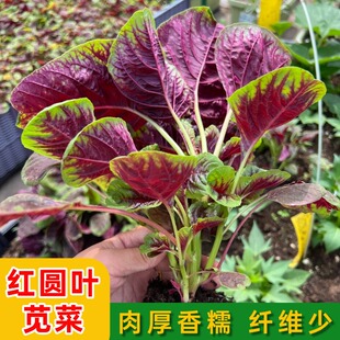 圆叶苋菜种籽老品种一点红糯米苋菜种子四季农家汉菜种籽阳台蔬菜