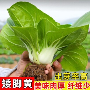 高产耐寒南京矮脚黄种子秋冬可越冬奶油白菜油菜蔬菜种籽阳台盆栽