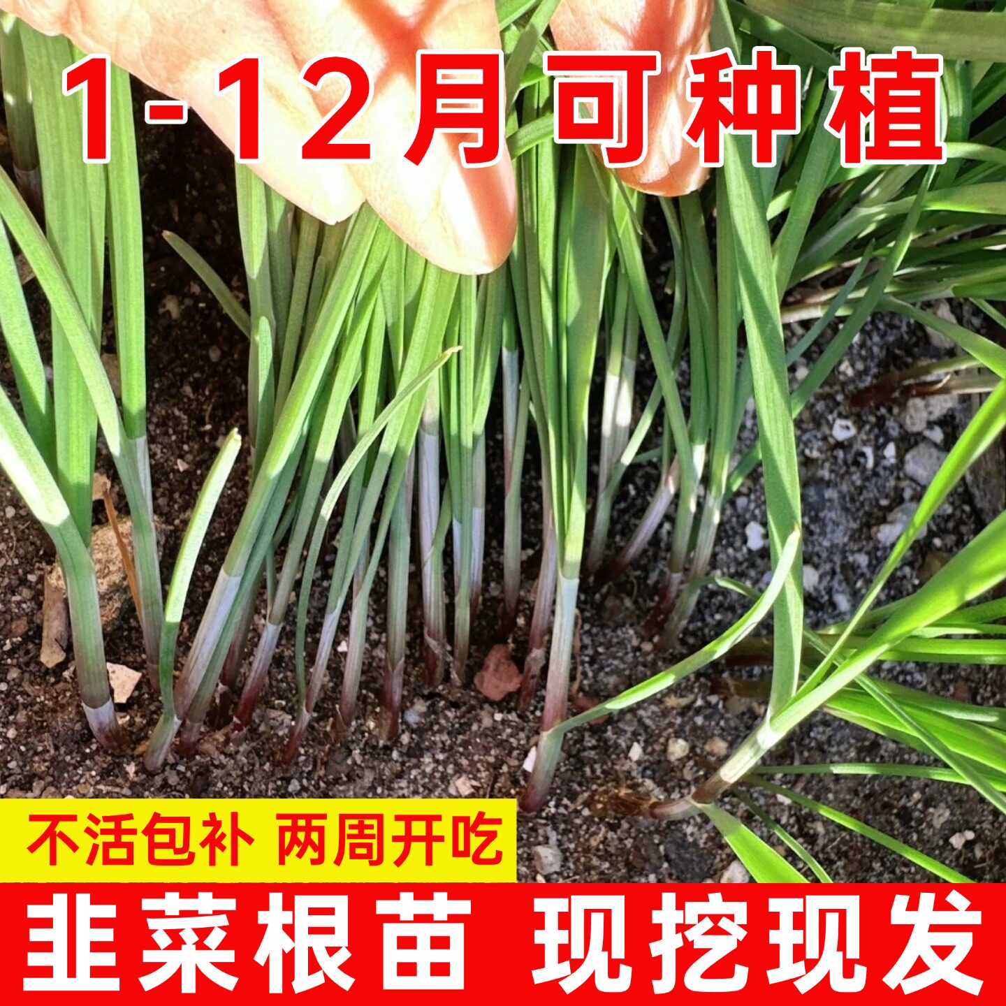 紫根韭菜根苗四季带土现挖农家老品种小叶红根韭菜根盆栽地栽蔬菜
