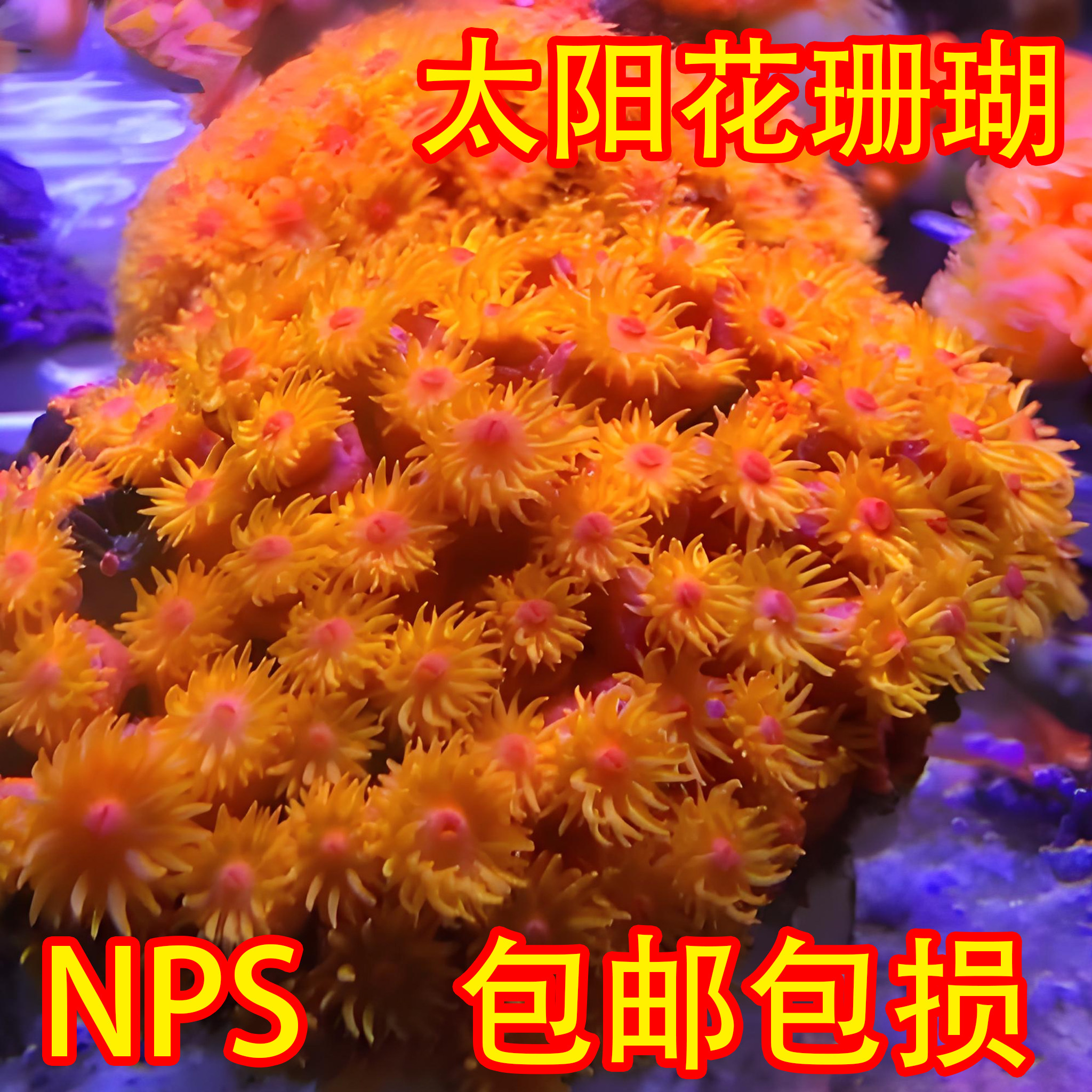 太阳花珊瑚 活体NPS海水观赏新手原石易养耐活炮仗花海缸20-60头