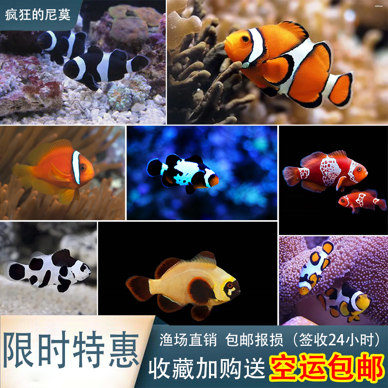 公母小丑鱼海水观赏鱼新手好养