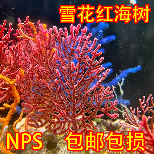 雪花红海树NPS超好养海缸珊瑚