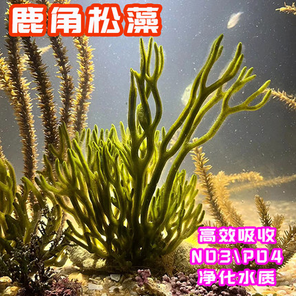 高等藻海缸除NO3PO4鹿角送藻海门东葡萄藻降硝酸盐亚硝酸盐观赏藻