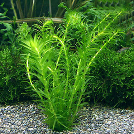 蜈蚣草阴性草鱼缸造景淡水活体后景躲避新手水族净水增氧植物低温