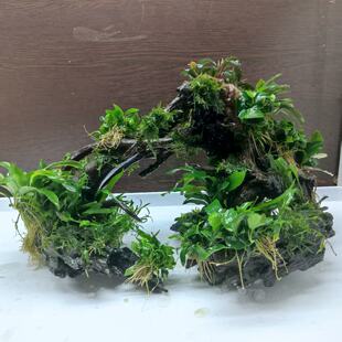 鱼缸造景一体骨架发货水草活体水族生命之树树桩阴性草新手水榕