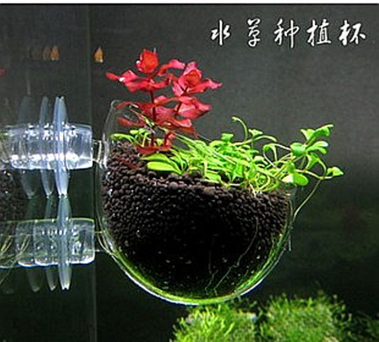 鱼缸水族箱水草造景玻璃杯缸壁