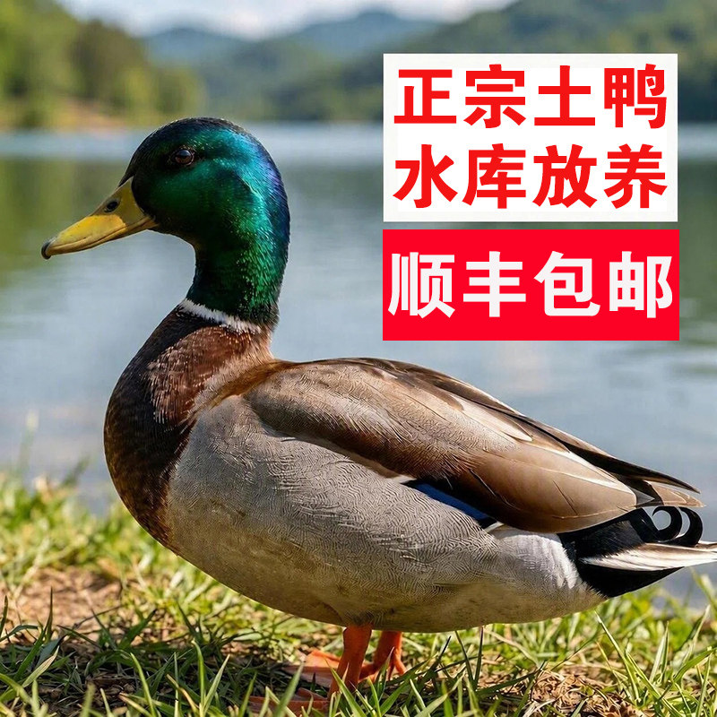 广西正宗农村散养水库土鸭