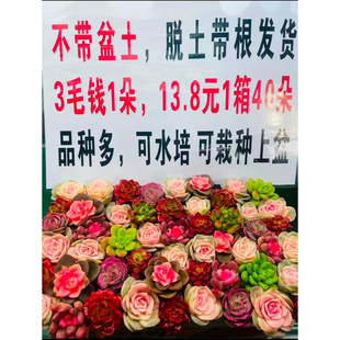 好种好养 10个不同品种 适合新手 MS满满一大箱精品多肉