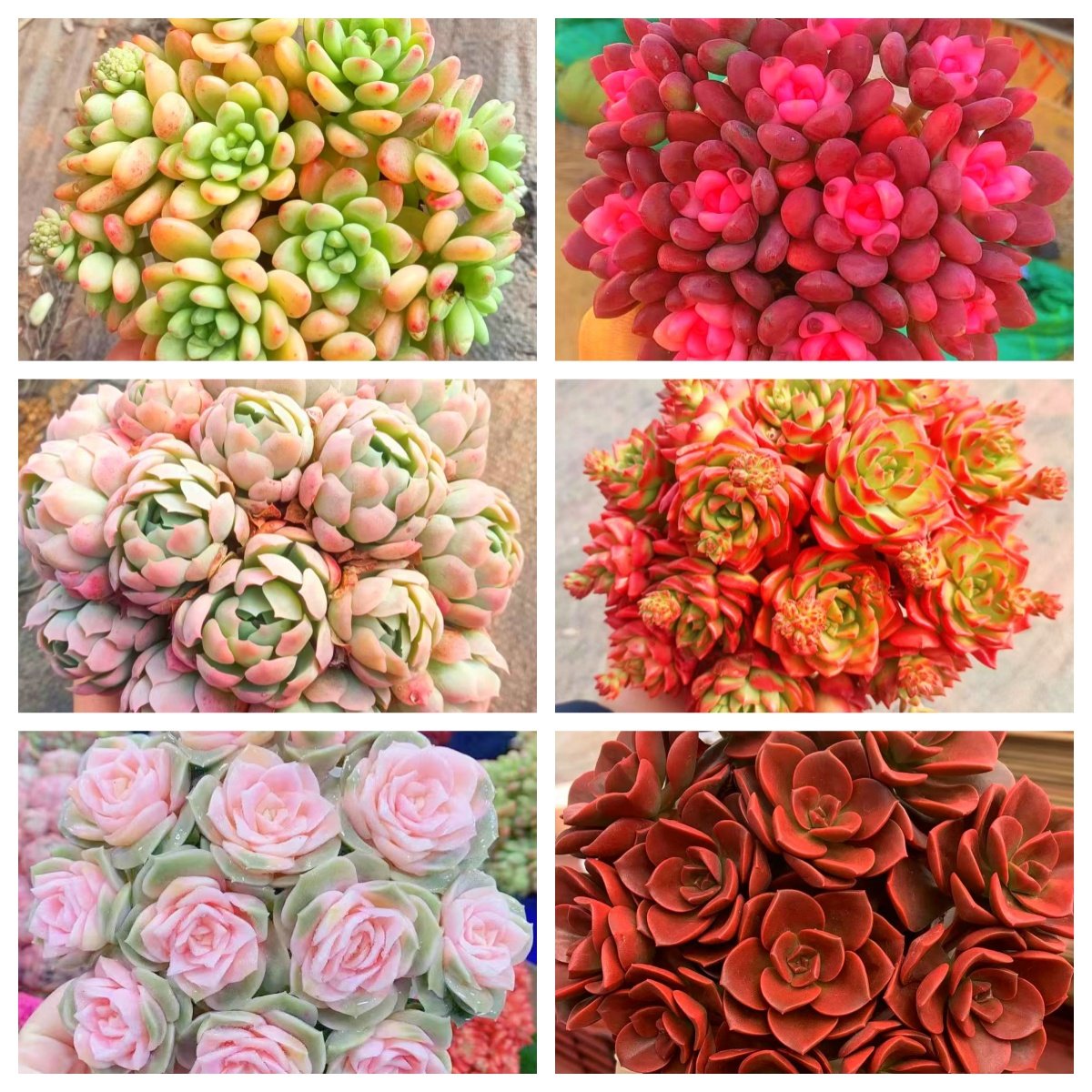 MS 多肉满满一大箱，6个带盆土，好看好养云南基地发。,鲜花速递/花卉仿真/绿植园艺,多肉植物,淘宝优惠券,粉丝福利购,淘宝优惠卷