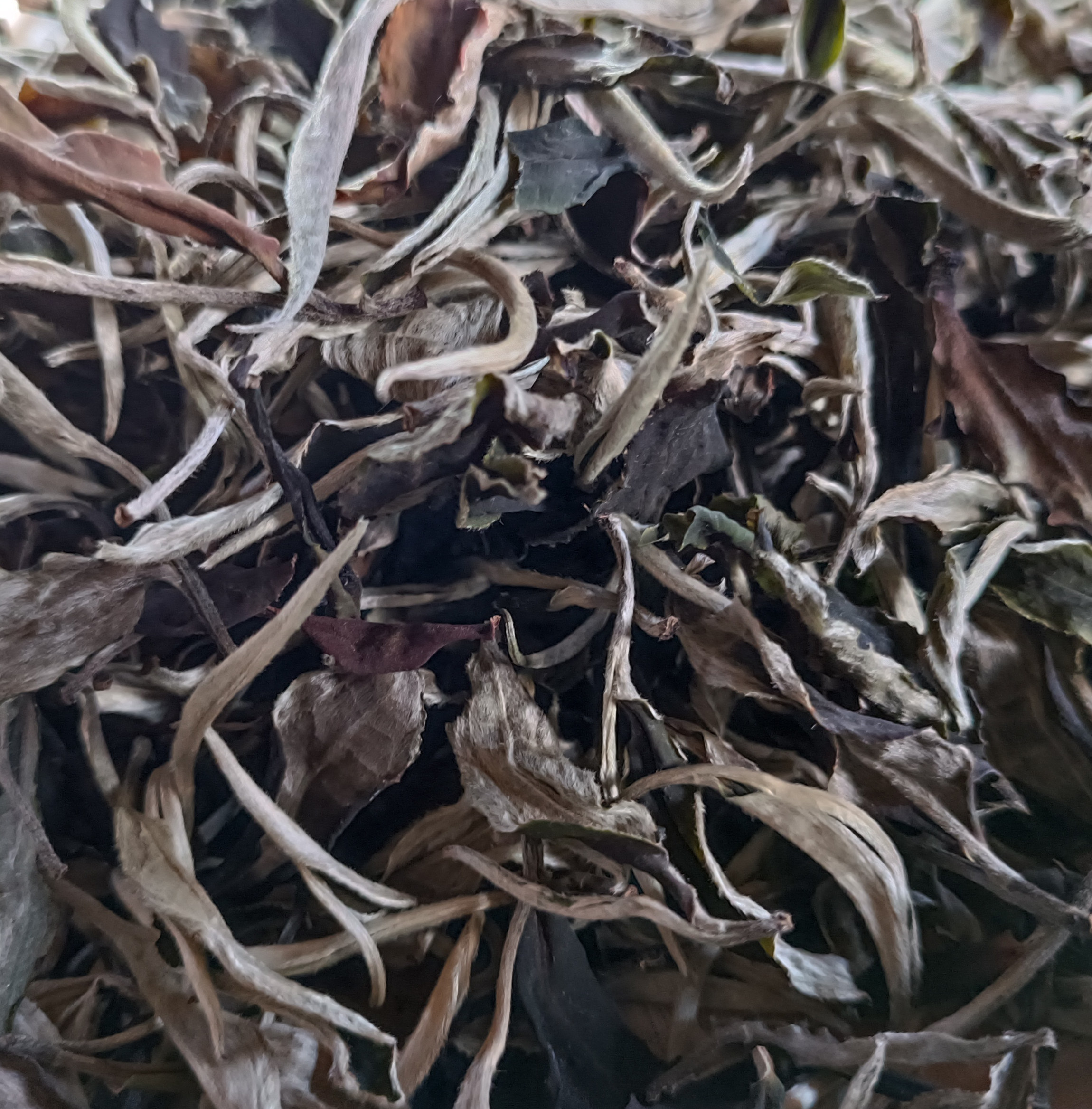 云南月白茶年白茶散茶月美人茶贡眉茶叶新茶250g