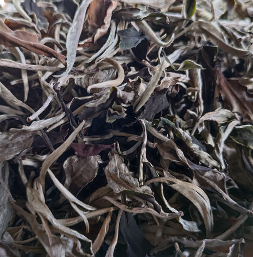 云南月白茶年白茶散茶月美人茶贡眉茶叶新茶250g