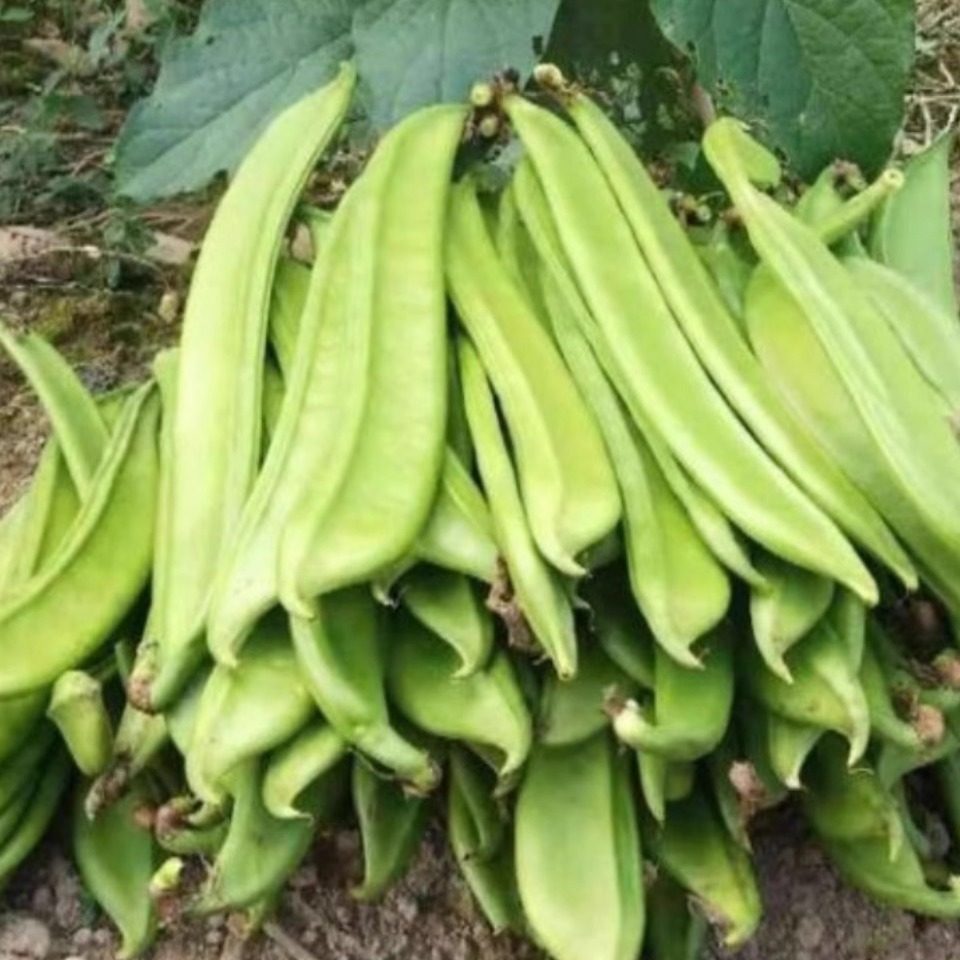 现摘江西刀豆新鲜农家嫩刀豆