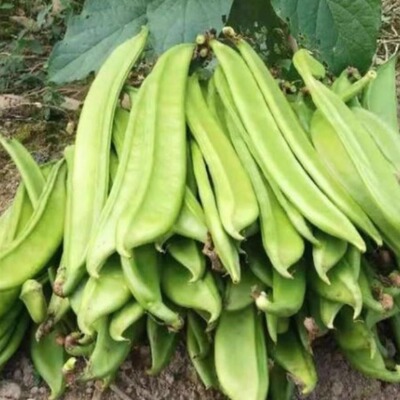 现摘江西刀豆新鲜农家嫩刀豆