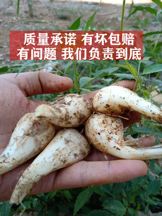 新鲜荞头今年自种去叶去须荞头藠头教头现挖现摘现发腌制酸辣荞头