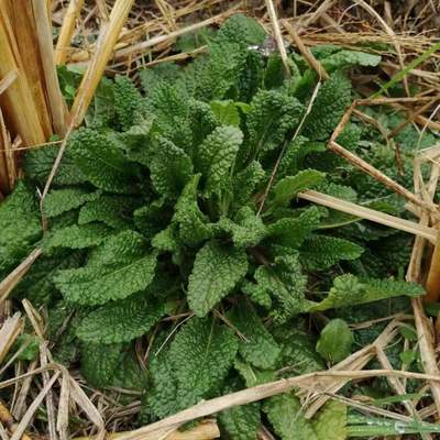 新鲜蛤蟆草痣疮草包邮