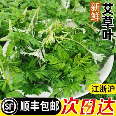 野生艾草艾团新鲜艾叶
