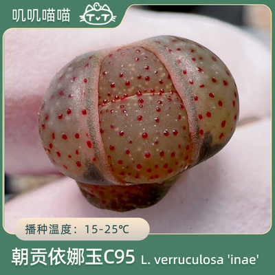 叽叽喵喵阳台简单生石花多肉