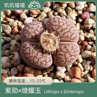 OZ种源一箭之遥紫勋×灵耀玉【叽叽喵喵多肉种子】