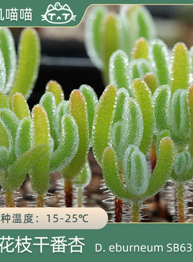 美国MESA1489.3白花枝干番杏SB638【叽叽喵喵多肉种子】