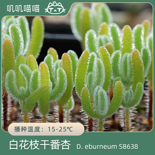 美国MESA1489.3白花枝干番杏SB638 叽叽喵喵多肉种子