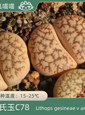 源氏玉C78美国MESA1595 gesineae v annae【叽叽喵喵多肉种子】