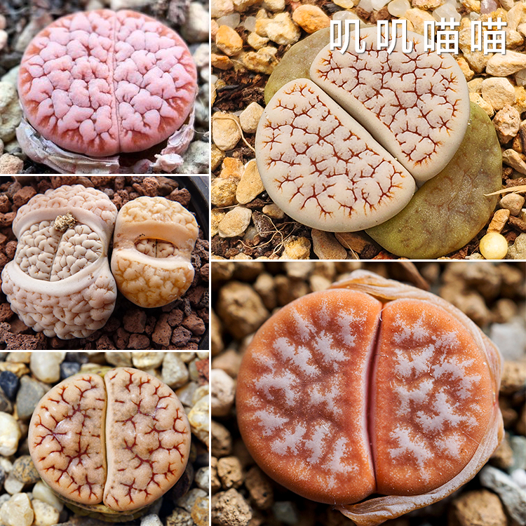 多肉种子生石花荒玉混合