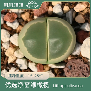 特选全净窗绿色橄榄玉 稳定无退化【叽叽喵喵多肉种子】