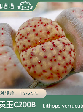【叽叽喵喵多肉种子】美国MESA生石花 血点朝贡玉C200B汗血宝屁