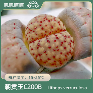 【叽叽喵喵多肉种子】美国MESA生石花 血点朝贡玉C200B汗血宝屁