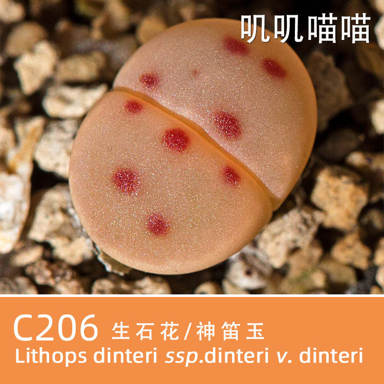 多肉种子生石花对点神笛玉