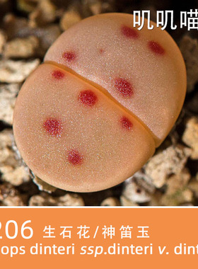 【叽叽喵喵多肉种子】美国MESA生石花种子神笛玉C206