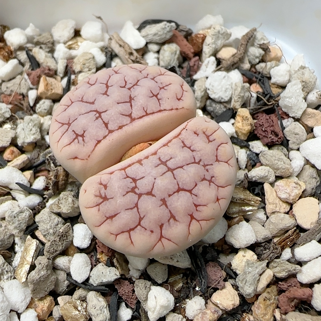 442号 红纹荒玉 母本 带盆发