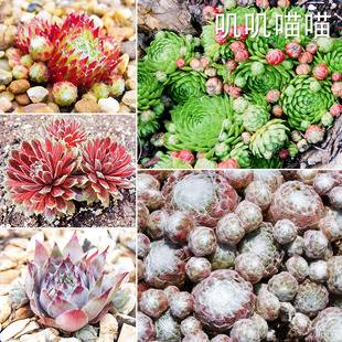 长生草混合种子易群生多肉植物种子蛛丝卷绢【叽叽喵喵多肉种子】