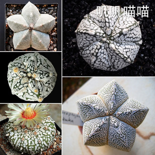 德国仙人球星球属混合超兜V兜琉璃兜鸾凤玉【叽叽喵喵多肉种子】