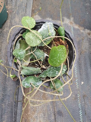 黄花龟壳球兰耐热品种Hoya imbricate maxima red corona