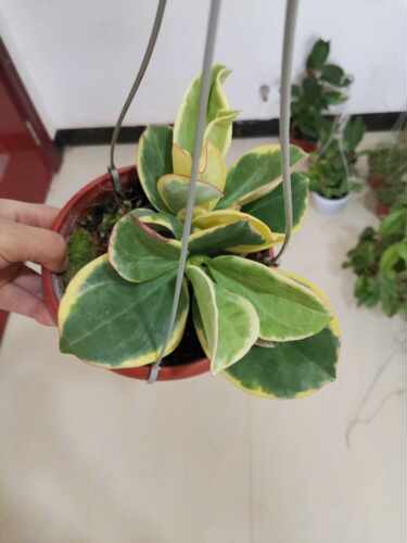 室内外黄金清香盆栽阳台花卉