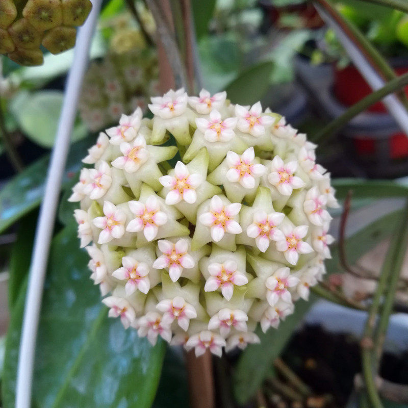 藤本植物花卉盆栽 羊脂玉球兰 球兰花盆栽 易开花 大颗带花梗发货