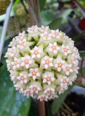 藤本植物花卉盆栽球兰大颗带花梗