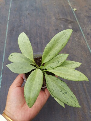 新几内亚鬼球兰 hoya nicholsoniae new guinea ghost